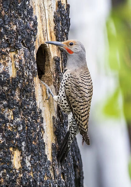 USA, Wyoming, Sublette County. Male Northern Flicker sitting at the entrance to it s