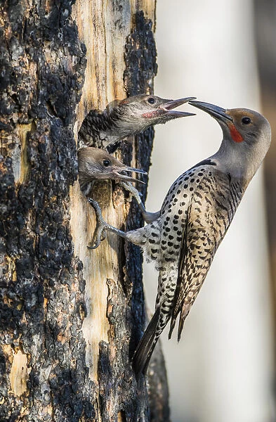 USA, Wyoming, Sublette County. Male Northern Flicker feeds two of its young
