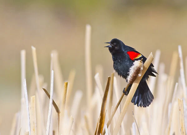 USA, Wyoming, Sublette County, Male Red-winged Blackbird singing in cattail marsh