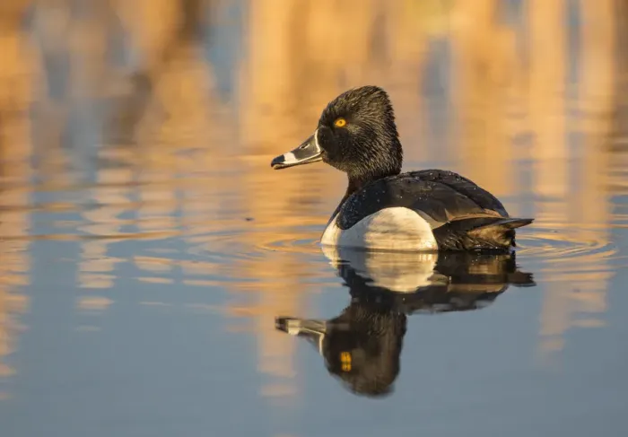 Framed Print : USA, Wyoming, Sublette County. Male ring-necked duck is reflected in the morning Framed Print : USA, Wyoming, Sublette County. Male ring-necked duck is reflected in the morning