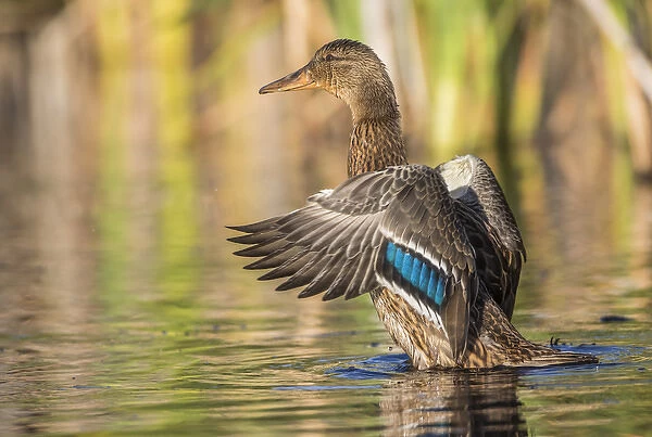USA, Wyoming, Sublette County, a Mallard stretches its wings while sitting on a pond