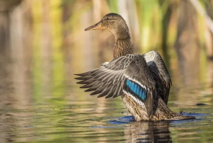 Framed Print : USA, Wyoming, Sublette County, a Mallard stretches its wings while sitting on a pond