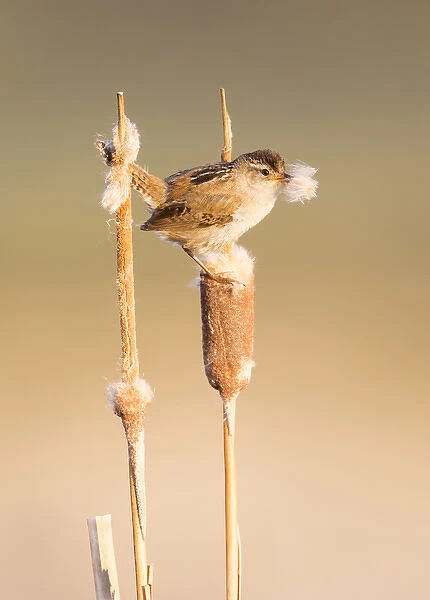 USA, Wyoming, Sublette County, Marsh Wren with cattail fluff to line nest