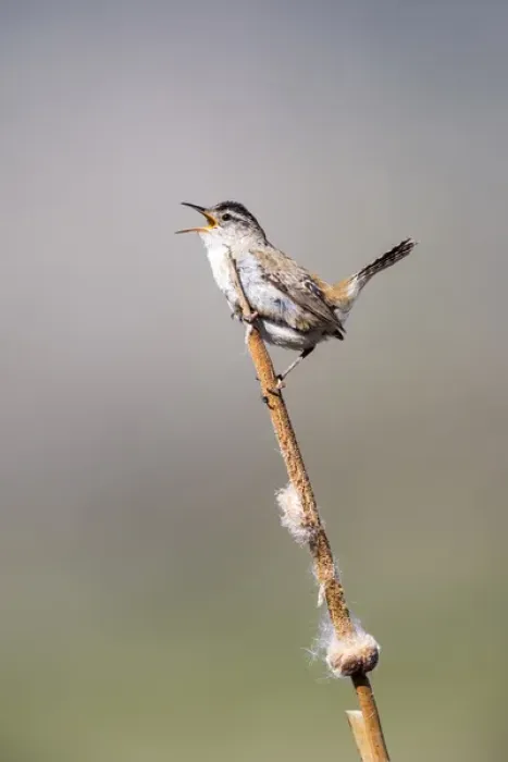 Framed Print : USA, Wyoming, Sublette County, Marsh Wren singing on cattail stalk Framed Print : USA, Wyoming, Sublette County, Marsh Wren singing on cattail stalk