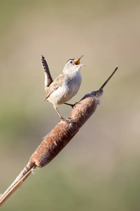 Framed Print : USA, Wyoming, Sublette County, Marsh Wren singing on cattail stalk Framed Print : USA, Wyoming, Sublette County, Marsh Wren singing on cattail stalk