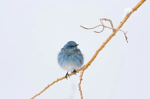 USA, Wyoming, Sublette County, Migrating Mountain Bluebird perched on branch