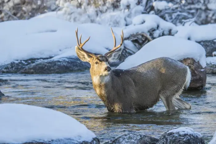Framed Print : USA, Wyoming, Sublette County, A mule deer buck crosses Pine Creek as it migrates Framed Print : USA, Wyoming, Sublette County, A mule deer buck crosses Pine Creek as it migrates