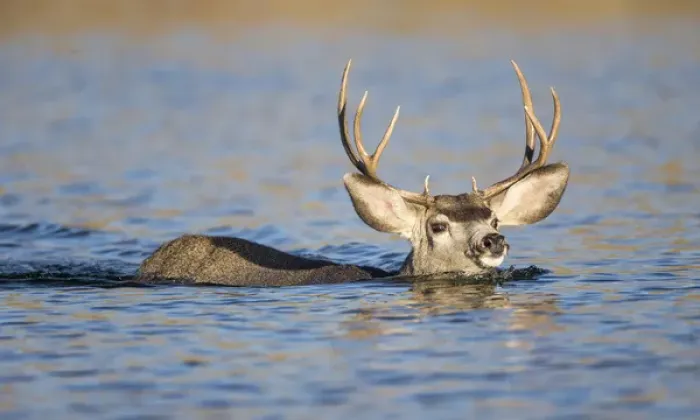 Framed Print : USA, Wyoming, Sublette County, Mule Deer buck swimming lake during migration in fall Framed Print : USA, Wyoming, Sublette County, Mule Deer buck swimming lake during migration in fall