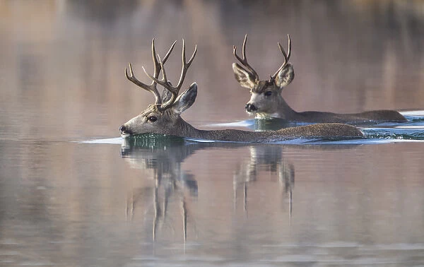 USA, Wyoming, Sublette County, Mule deer bucks swimming lake to migrate