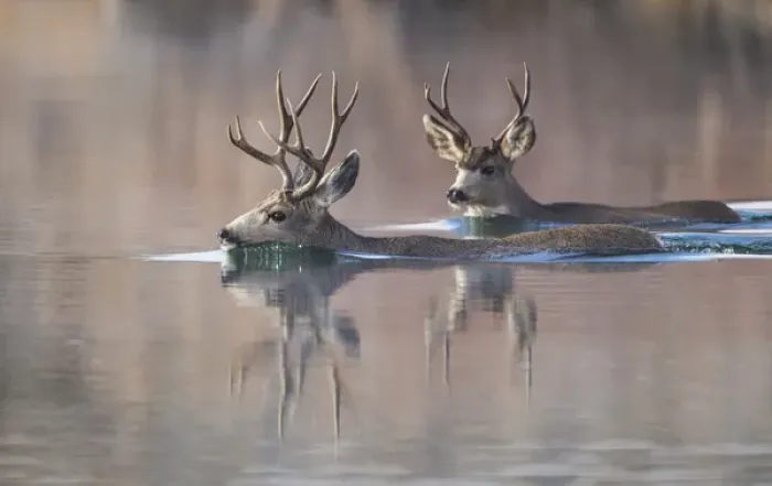Framed Print : USA, Wyoming, Sublette County, Mule deer bucks swimming lake to migrate Framed Print : USA, Wyoming, Sublette County, Mule deer bucks swimming lake to migrate