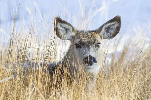 USA, Wyoming, Sublette County, Mule Deer doe resting in grasses