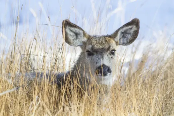 Framed Print : USA, Wyoming, Sublette County, Mule Deer doe resting in grasses Framed Print : USA, Wyoming, Sublette County, Mule Deer doe resting in grasses