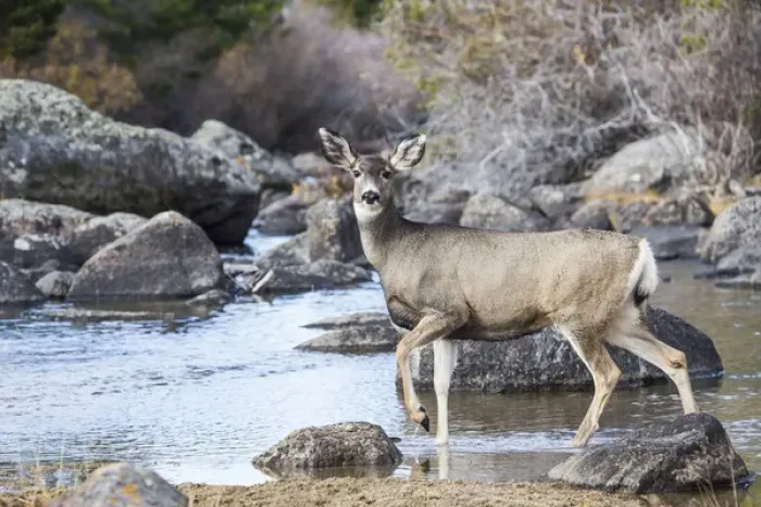 Framed Print : UsA, Wyoming, Sublette County, Mule Deer doe at river