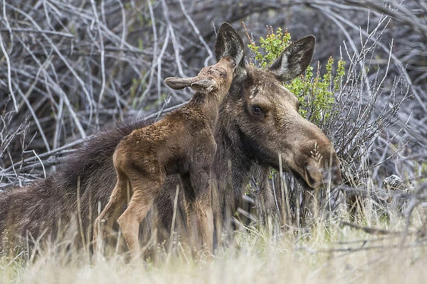 USA, Wyoming, Sublette County, a newborn moose calf nuzzles its mother in a