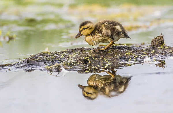 USA, Wyoming, Sublette County, a newly hatched Cinnamon Teal duckling stands on a