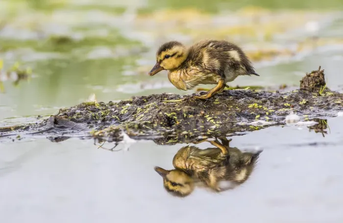 Framed Print : USA, Wyoming, Sublette County, a newly hatched Cinnamon Teal duckling stands on a Framed Print : USA, Wyoming, Sublette County, a newly hatched Cinnamon Teal duckling stands on a