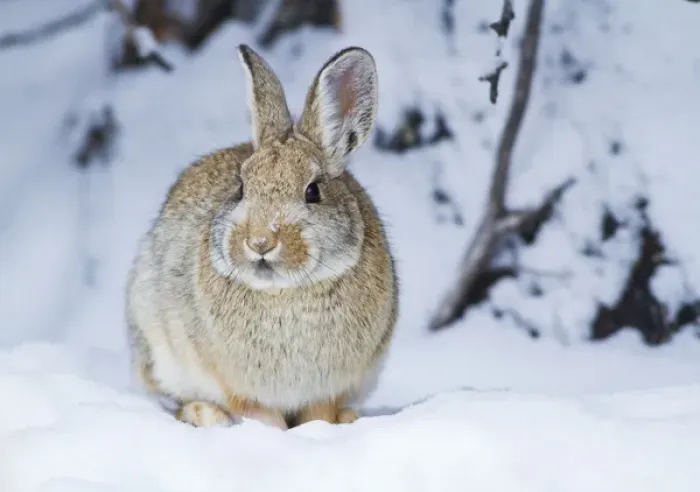 Framed Print : USA, Wyoming, Sublette County, Nuttalls Cottontail Rabbit in snow Framed Print : USA, Wyoming, Sublette County, Nuttalls Cottontail Rabbit in snow