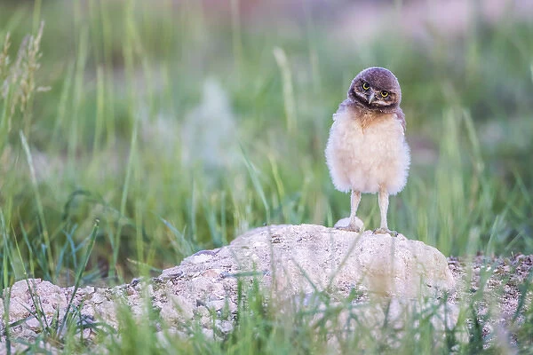 USA, Wyoming, Sublette County, Pinedale, a Burrowing Owl chick stands at it s