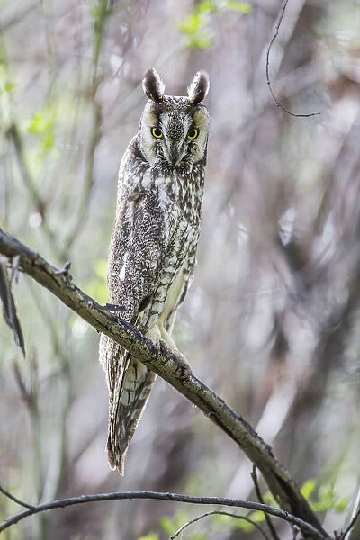 USA, Wyoming, Sublette County, Pinedale, A Male Long-eared Owl roosts in an aspen