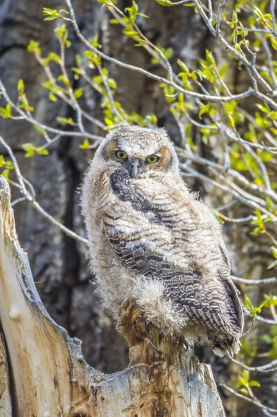 USA, Wyoming, Sublette County. Pinedale, Great Horned owl chick sitting on the edge