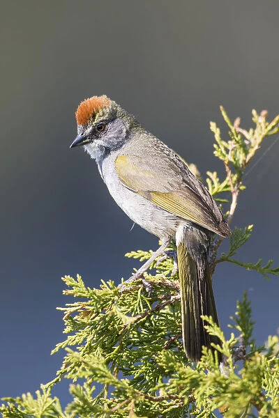 USA, Wyoming, Sublette County. Pinedale, Green-tailed Towhee perched on a juniper branch in the