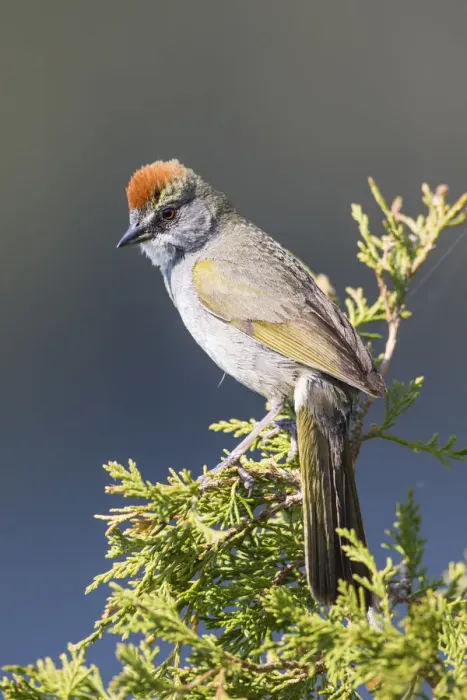 Framed Print : USA, Wyoming, Sublette County. Pinedale, Green-tailed Towhee perched on a juniper branch in