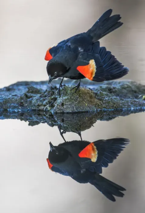 Framed Print : USA, Wyoming, Sublette County. Pinedale, a male Red-winged Blackbird is reflected Framed Print : USA, Wyoming, Sublette County. Pinedale, a male Red-winged Blackbird is reflected
