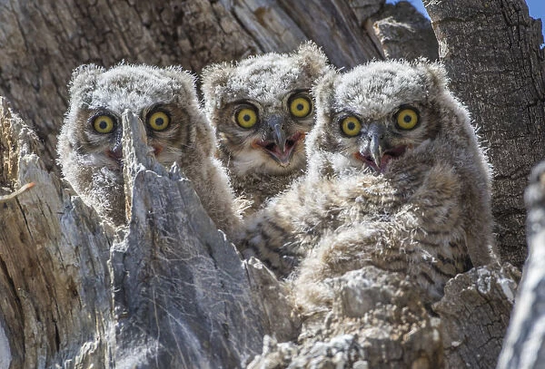 USA, Wyoming, Sublette County. Pinedale, three Great Horned owl chicks look out
