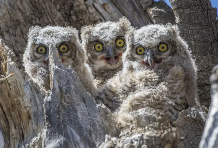 Framed Print : USA, Wyoming, Sublette County. Pinedale, three Great Horned owl chicks look out