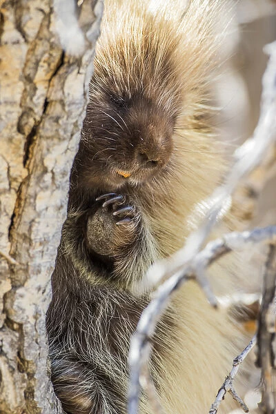 USA, Wyoming, Sublette County, a Porcupine peers from the trunk of a cottonwood tree