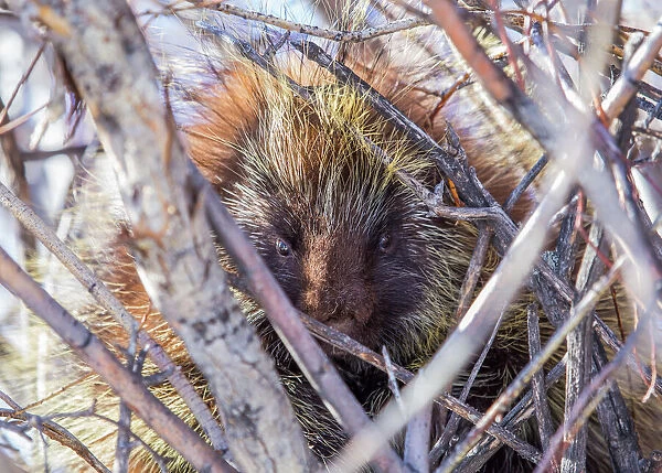 USA, Wyoming, Sublette County, a porcupine sits in a willow tree in February