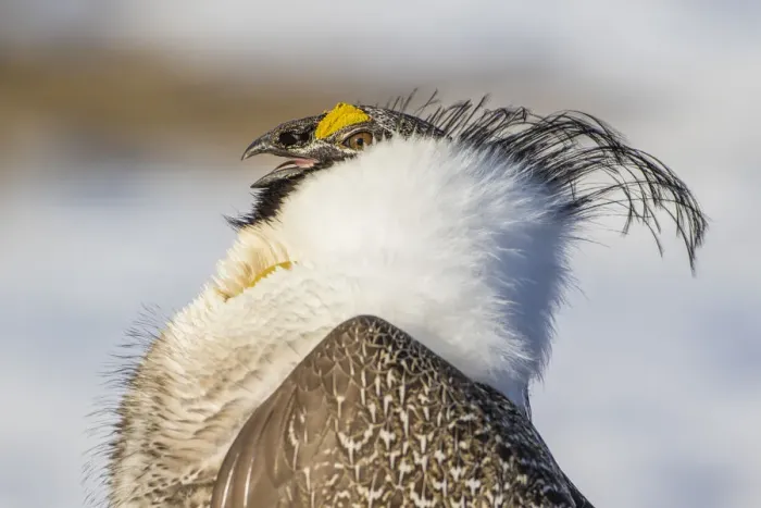 Framed Print : USA, Wyoming, Sublette County. Portrait of a male Greater Sage Grouse displaying on a lek in Spring