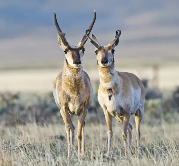Framed Print : USA, Wyoming, Sublette County, Pronghorn bucks in morning light Framed Print : USA, Wyoming, Sublette County, Pronghorn bucks in morning light