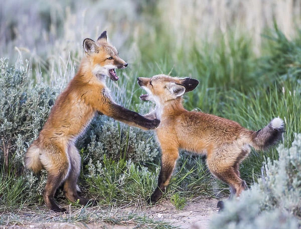 USA, Wyoming, Sublette County. Two red fox kits playing in the sage brush near their
