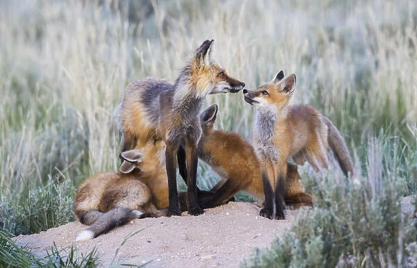 USA, Wyoming, Sublette County. Two red fox kits nurse their mother as another looks