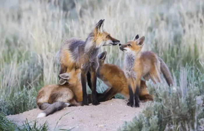 Framed Print : USA, Wyoming, Sublette County. Two red fox kits nurse their mother as another looks Framed Print : USA, Wyoming, Sublette County. Two red fox kits nurse their mother as another looks