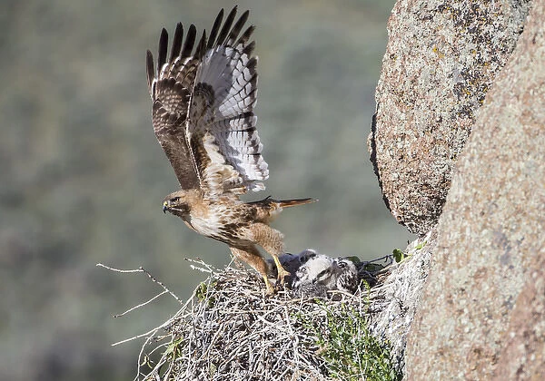 USA, Wyoming, Sublette County, Red-tailed Hawk flying away from nest with young