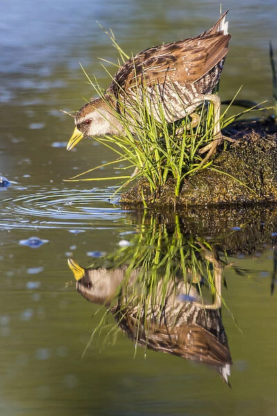 USA, Wyoming, Sublette County, a Sora forages for food in a pond which creates a