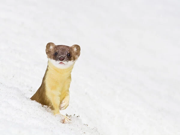 USA, Wyoming, Sublette County, Summer coat Long-tailed Weasel in snowdrift