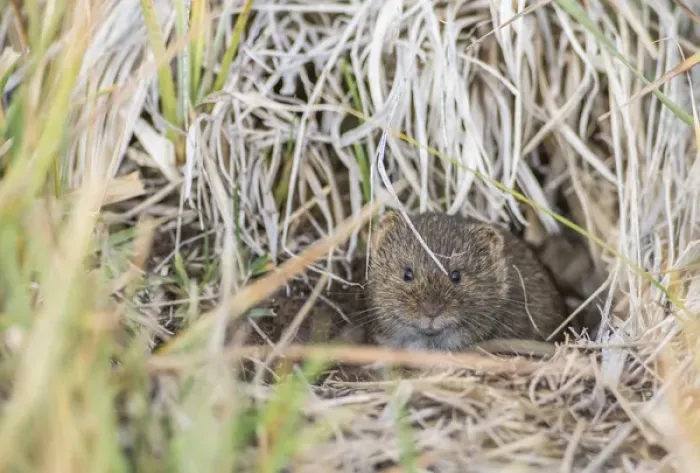 Framed Print : USA, Wyoming, Sublette County, a vole peers from its hole in the ground Framed Print : USA, Wyoming, Sublette County, a vole peers from its hole in the ground
