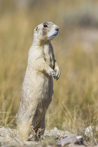 USA, Wyoming, Sublette County, a White-tailed Prairie Dog stands on its hind
