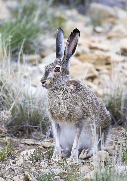 USA, Wyoming, Sublette County. White-tailed Jackrabbit sitting in a rocky habitat