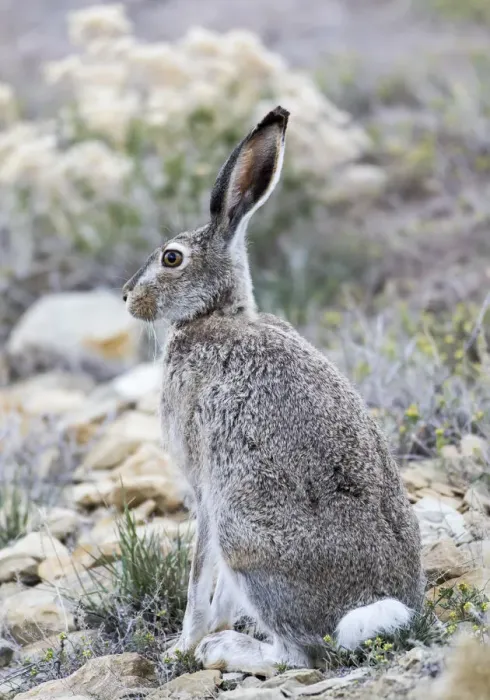 Framed Print : USA, Wyoming, Sublette County. White-tailed Jackrabbit sitting in a rocky habitat Framed Print : USA, Wyoming, Sublette County. White-tailed Jackrabbit sitting in a rocky habitat
