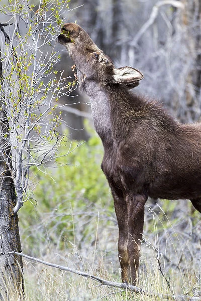 USA, Wyoming, Sublette County. Yearling moose calf reaches for leaves in springtime