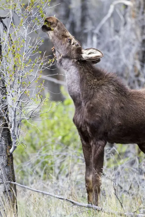 Framed Print : USA, Wyoming, Sublette County. Yearling moose calf reaches for leaves in springtime Framed Print : USA, Wyoming, Sublette County. Yearling moose calf reaches for leaves in springtime