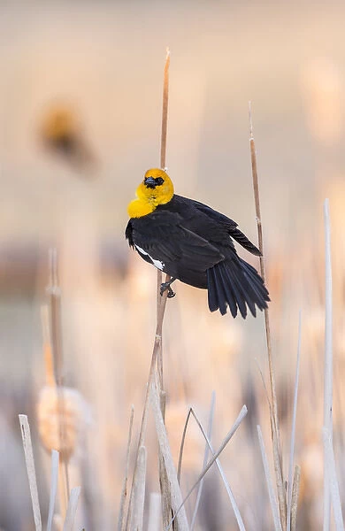 USA, Wyoming, Sublette County, Yellow-headed Blackbird in cattail marsh