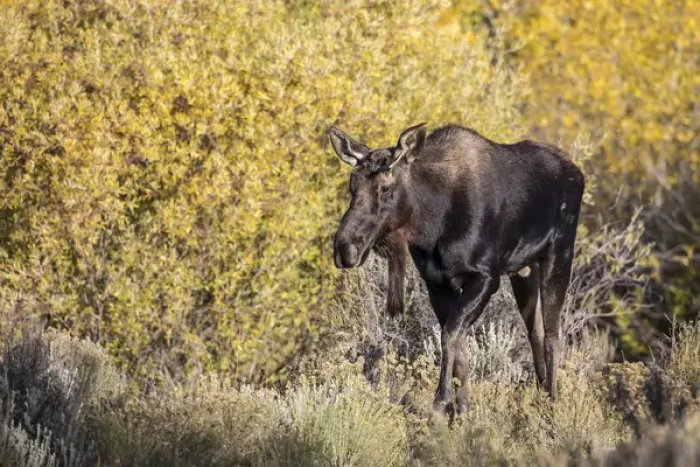 Framed Print : USA, Wyoming, Sublette County, Young bull moose walking amongst fall colors Framed Print : USA, Wyoming, Sublette County, Young bull moose walking amongst fall colors
