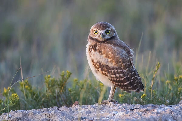USA, Wyoming, Sublette County. Young Burrowing Owl standing at the edge of it s