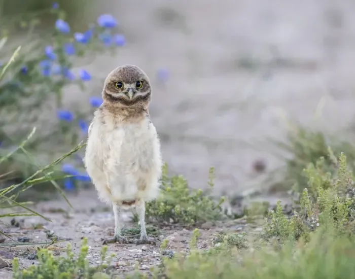 Framed Print : USA, Wyoming, Sublette County, a young Burrowing Owl standing with a floral background Framed Print : USA, Wyoming, Sublette County, a young Burrowing Owl standing with a floral background