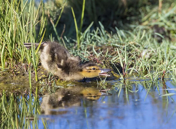 USA, Wyoming, Sublette County. Young duckling stretching alongside a small pond